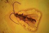 Detailed Fossil Wasp (Hymenoptera) In Baltic Amber #69274-2